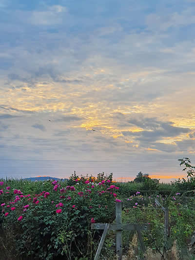 Views over the rose garden at sunset from the Hayloft
