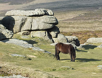 Pony grazing near Haytor on Dartmoor